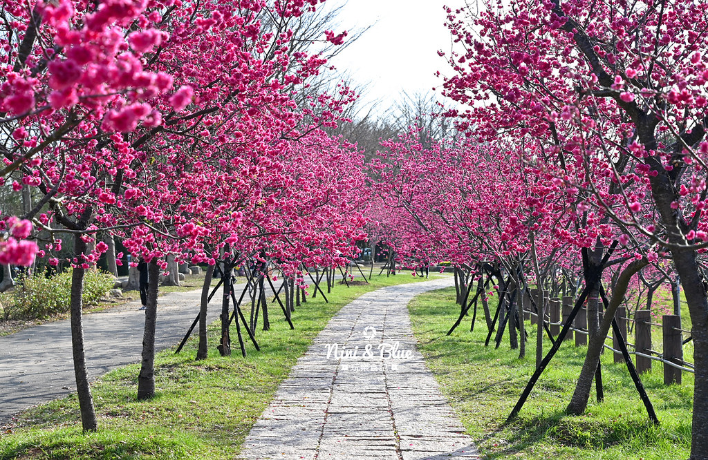 台中中科崴立櫻花公園台中賞櫻景點11 台中中科崴立櫻花公園台中賞櫻景點11