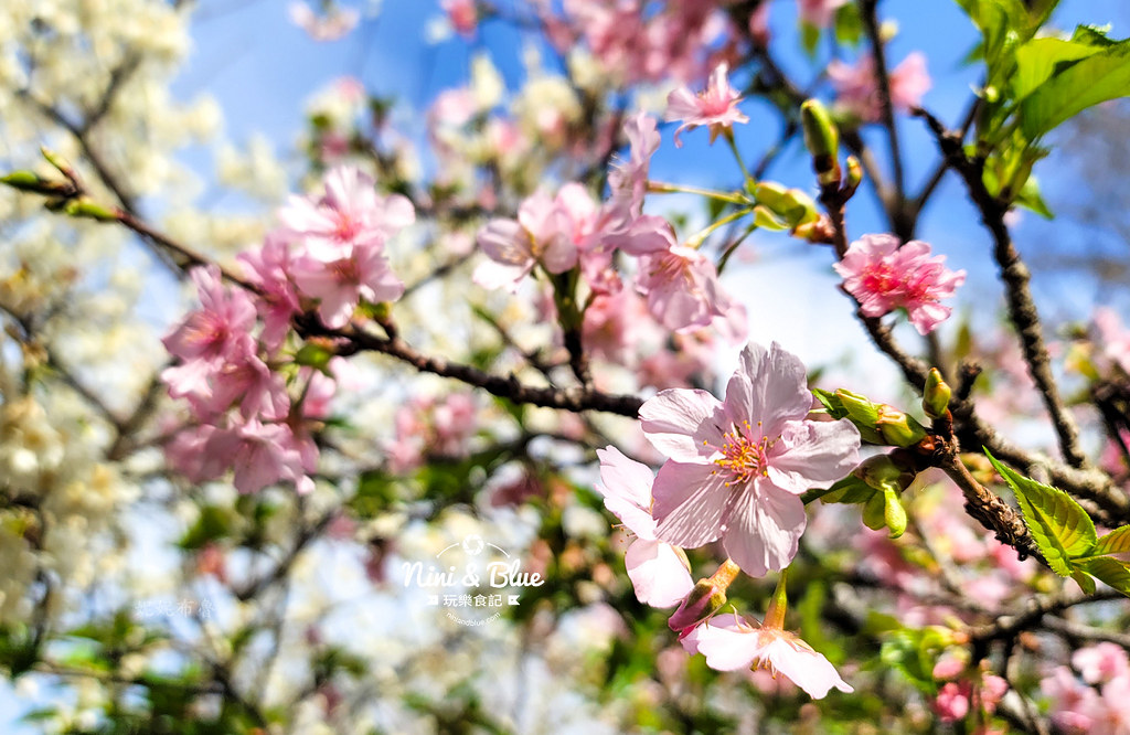 台中中科崴立櫻花公園台中賞櫻景點03