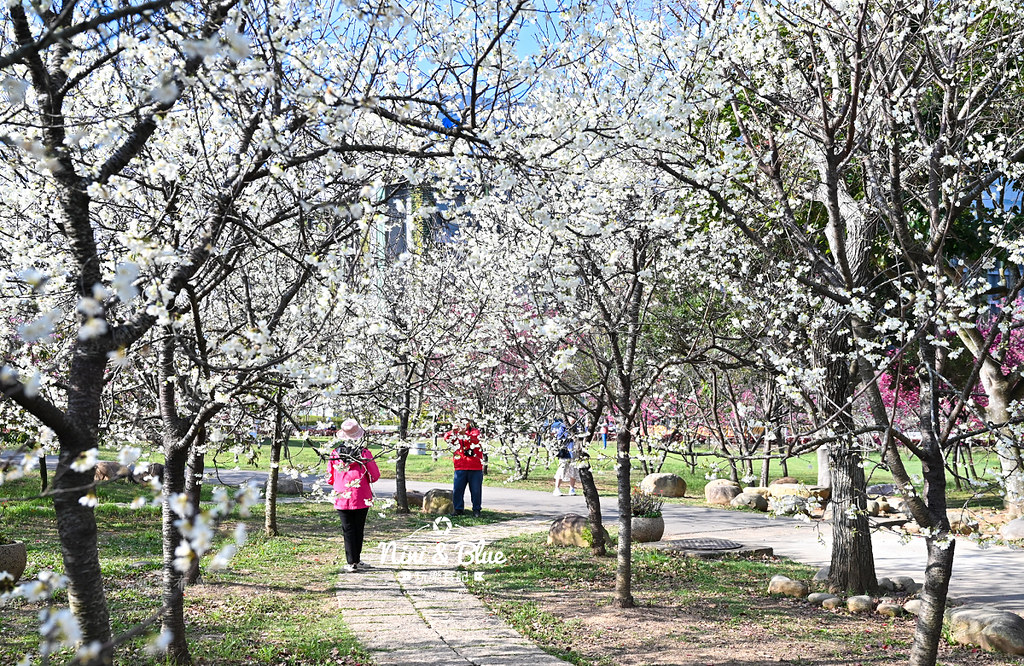 台中中科崴立櫻花公園台中賞櫻景點17