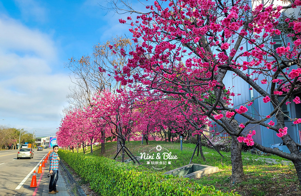 台中中科崴立櫻花公園台中賞櫻景點08 台中中科崴立櫻花公園台中賞櫻景點08