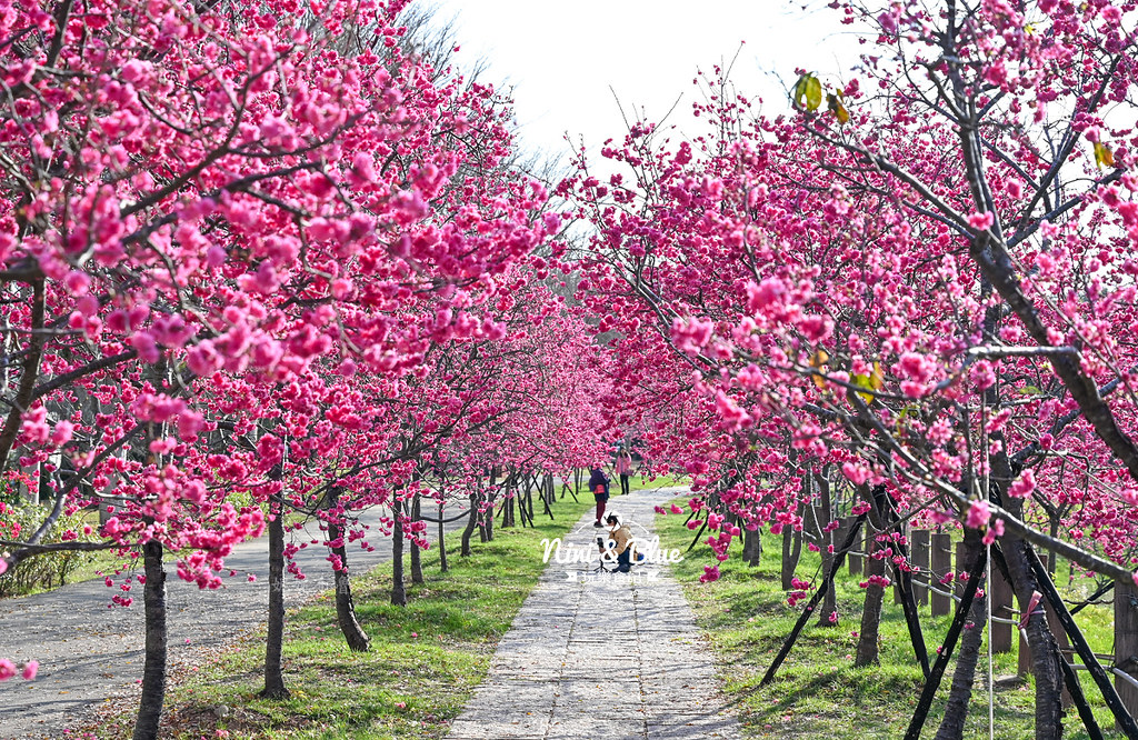 台中中科崴立櫻花公園台中賞櫻景點09 台中中科崴立櫻花公園台中賞櫻景點09