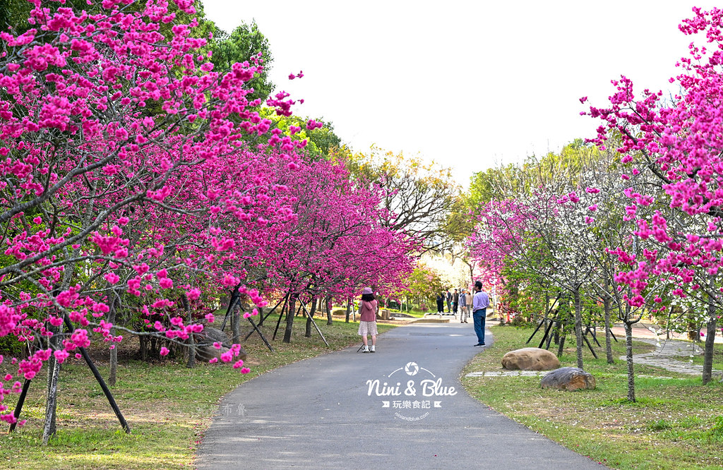 台中中科崴立櫻花公園台中賞櫻景點15