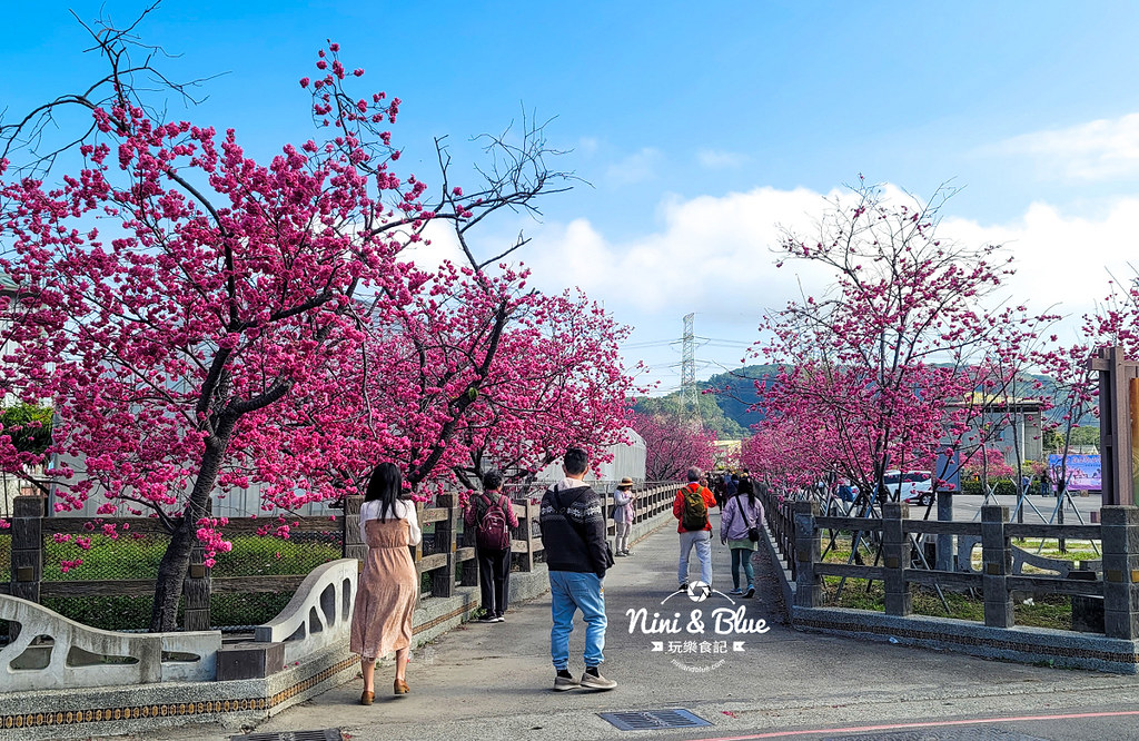 泰安櫻花季台中賞櫻景點05 泰安櫻花季台中賞櫻景點05
