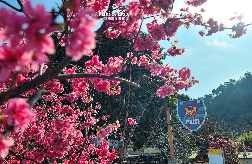 泰安櫻花季台中賞櫻景點07 泰安櫻花季台中賞櫻景點07