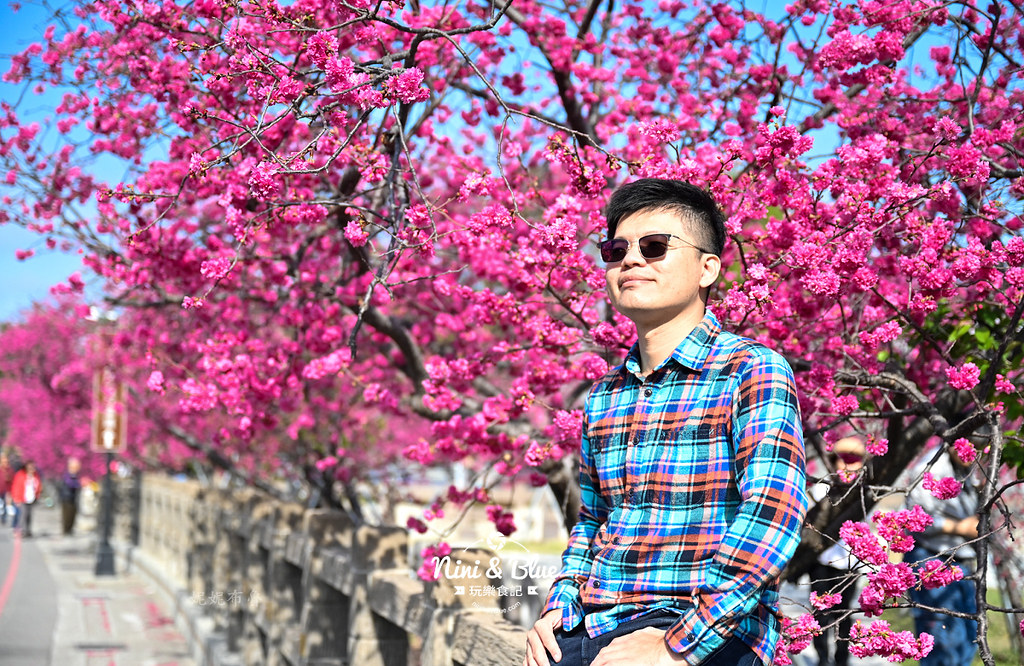 泰安櫻花季台中賞櫻景點18 泰安櫻花季台中賞櫻景點18