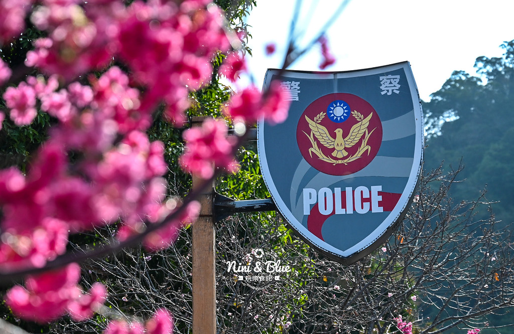 泰安櫻花季台中賞櫻景點17 泰安櫻花季台中賞櫻景點17