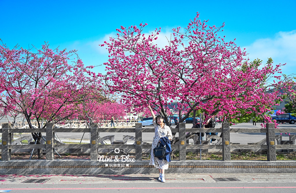 泰安櫻花季台中賞櫻景點20 泰安櫻花季台中賞櫻景點20