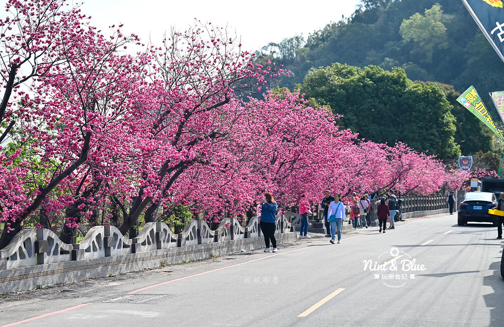 泰安櫻花季台中賞櫻景點14