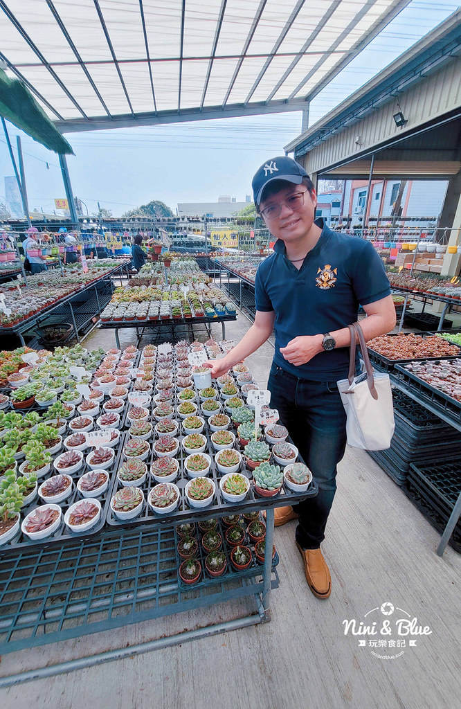 田尾花園多肉植物 摩天輪仙人掌多肉植物13 田尾花園多肉植物 摩天輪仙人掌多肉植物13