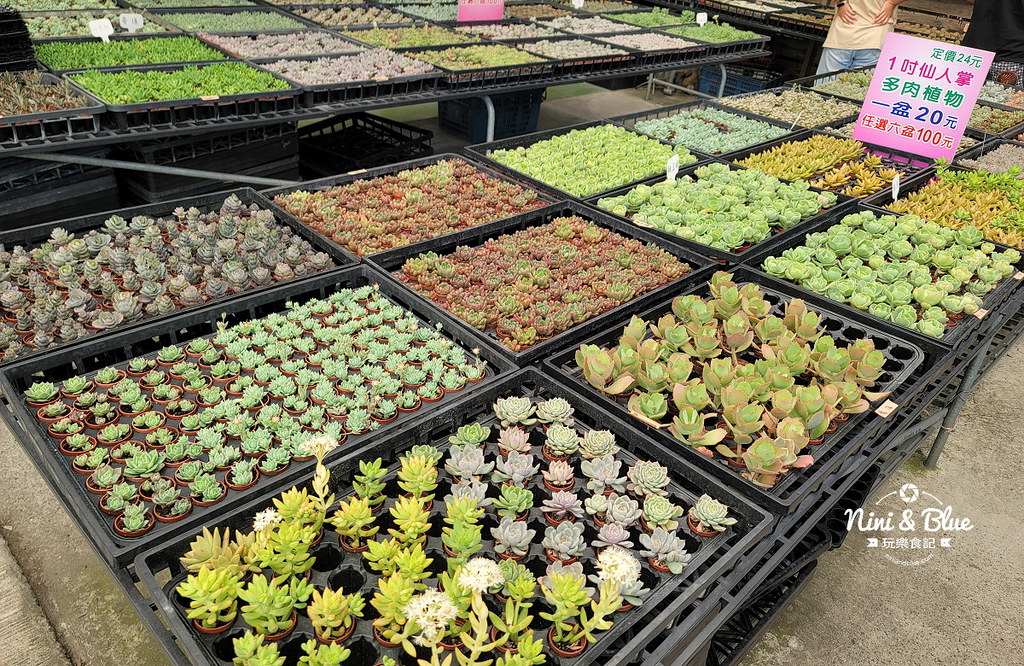 田尾花園多肉植物 摩天輪仙人掌多肉植物12 田尾花園多肉植物 摩天輪仙人掌多肉植物12