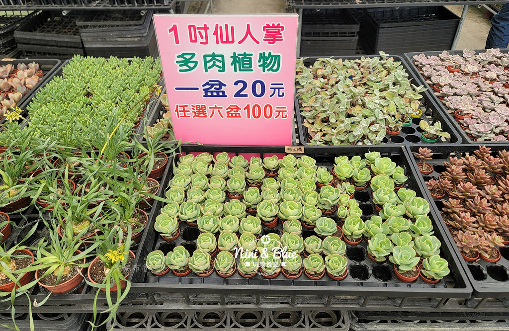 田尾花園多肉植物 摩天輪仙人掌多肉植物09 田尾花園多肉植物 摩天輪仙人掌多肉植物09