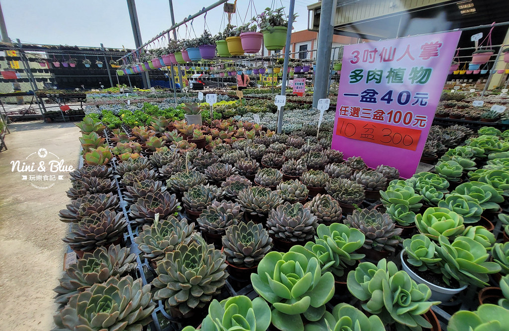 田尾花園多肉植物 摩天輪仙人掌多肉植物04 田尾花園多肉植物 摩天輪仙人掌多肉植物04