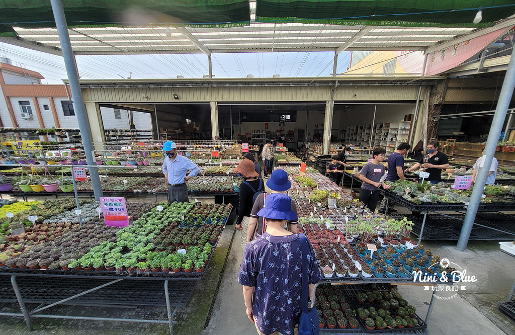 田尾花園多肉植物 摩天輪仙人掌多肉植物03 田尾花園多肉植物 摩天輪仙人掌多肉植物03