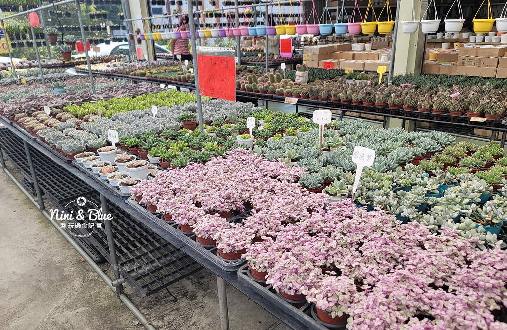 田尾花園多肉植物 摩天輪仙人掌多肉植物10 田尾花園多肉植物 摩天輪仙人掌多肉植物10