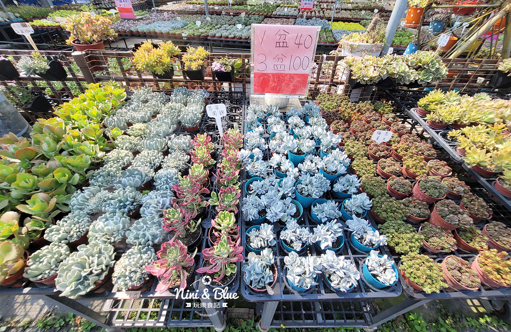 田尾花園多肉植物 摩天輪仙人掌多肉植物02 田尾花園多肉植物 摩天輪仙人掌多肉植物02