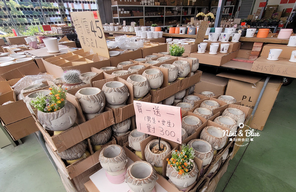 田尾花園多肉植物 摩天輪仙人掌多肉植物15 田尾花園多肉植物 摩天輪仙人掌多肉植物15