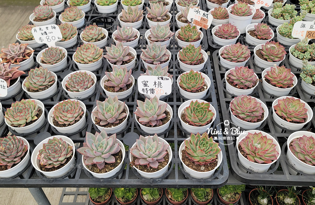 田尾花園多肉植物 摩天輪仙人掌多肉植物08 田尾花園多肉植物 摩天輪仙人掌多肉植物08