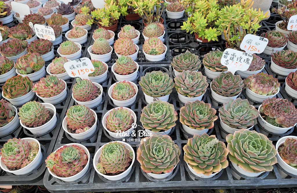 田尾花園多肉植物 摩天輪仙人掌多肉植物06 田尾花園多肉植物 摩天輪仙人掌多肉植物06