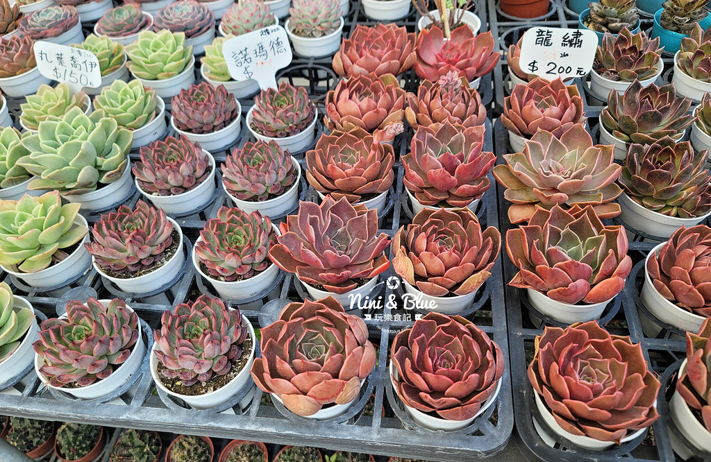 田尾花園多肉植物 摩天輪仙人掌多肉植物05 田尾花園多肉植物 摩天輪仙人掌多肉植物05