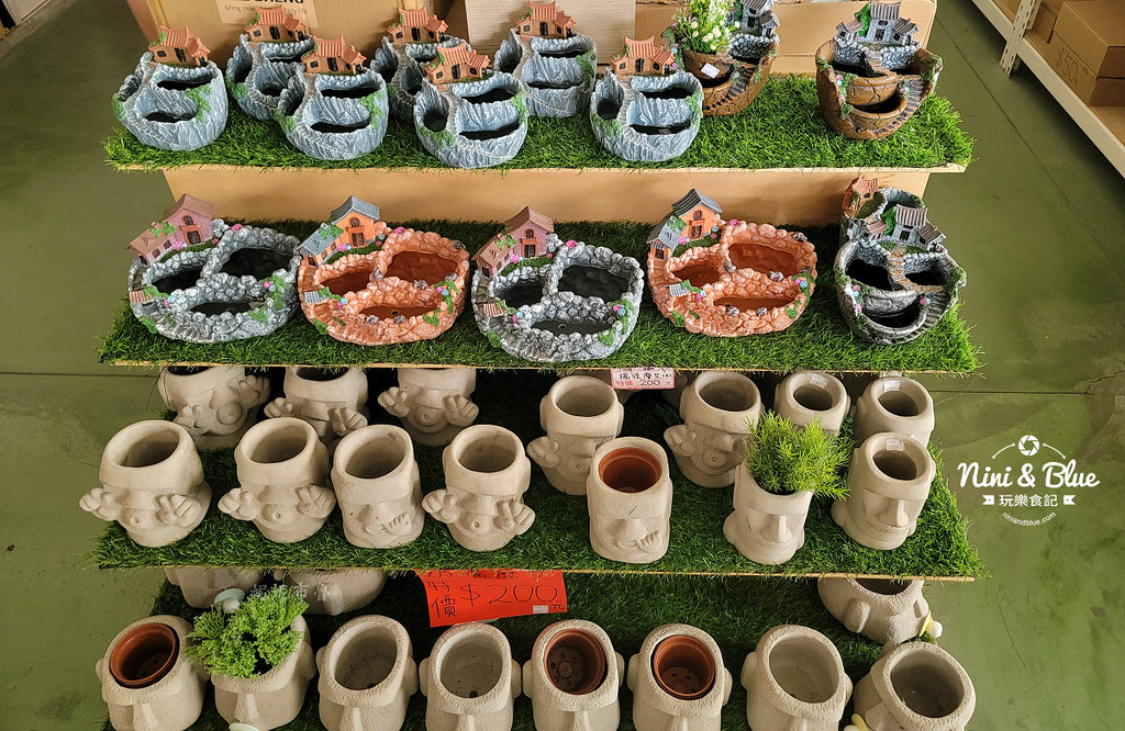 田尾花園多肉植物 摩天輪仙人掌多肉植物19 田尾花園多肉植物 摩天輪仙人掌多肉植物19