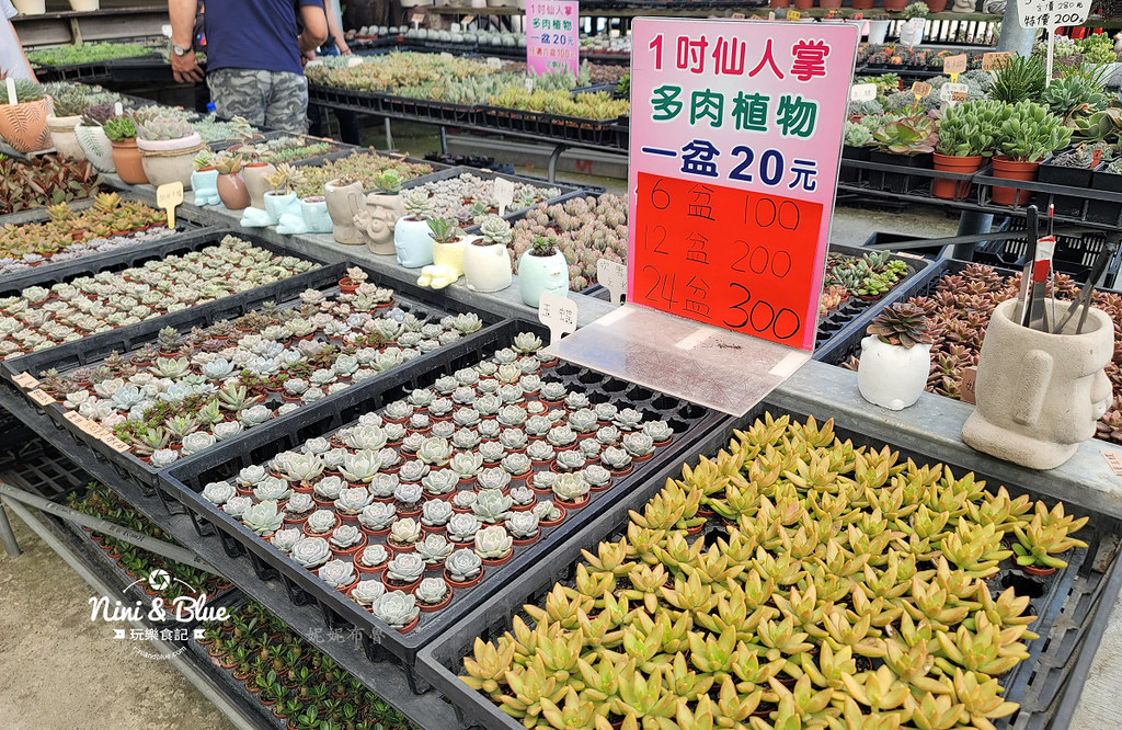 田尾花園多肉植物 摩天輪仙人掌多肉植物11 田尾花園多肉植物 摩天輪仙人掌多肉植物11