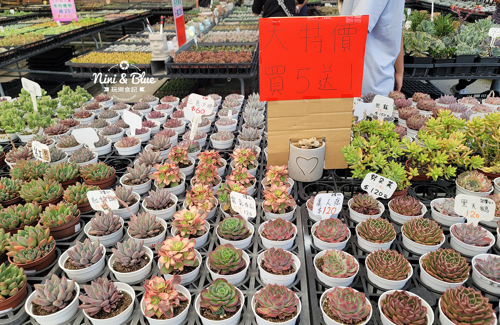 田尾花園多肉植物  摩天輪仙人掌多肉植物07