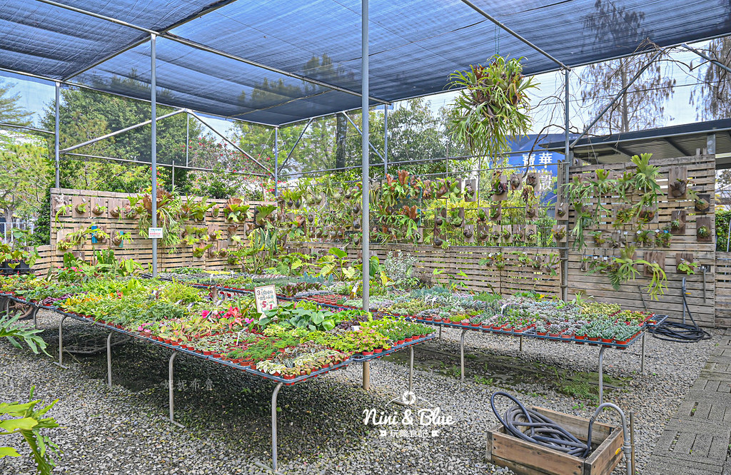 綠果庭院 田尾多肉植物 文青拍照景點23
