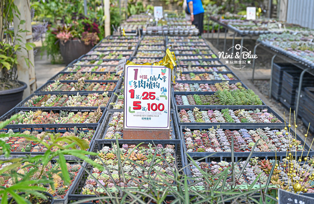 綠果庭院 田尾多肉植物 文青拍照景點17