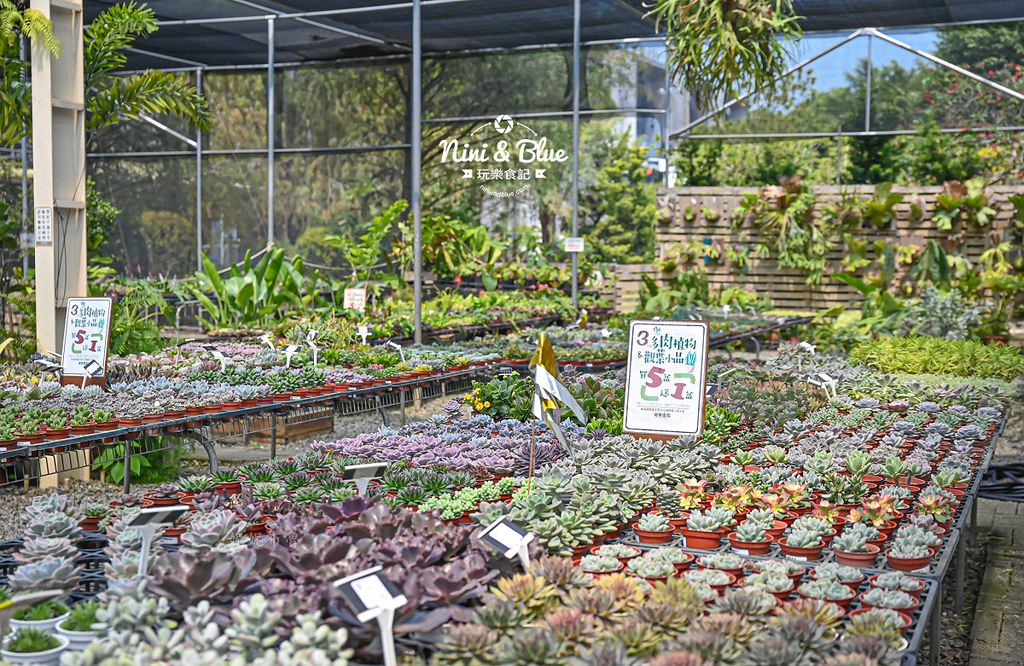 綠果庭院 田尾多肉植物 文青拍照景點21