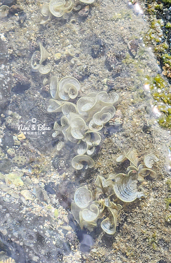 池西虎目滬 單心石滬 澎湖景點 愛心石滬13