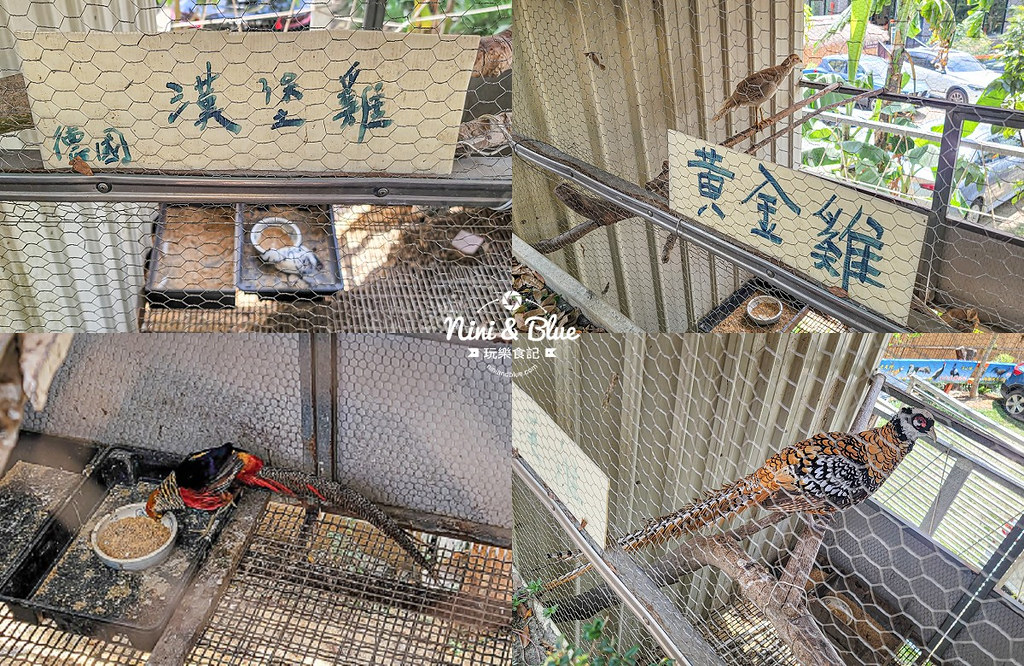 黑公雞