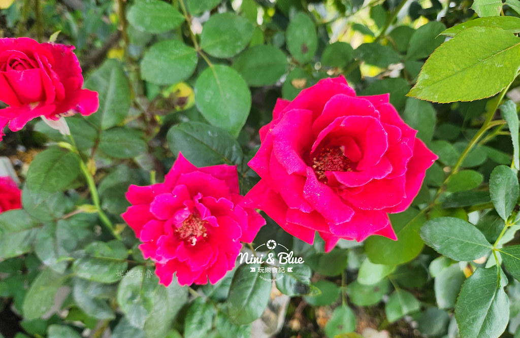 芳香玫瑰園田尾公路花園17 芳香玫瑰園田尾公路花園17