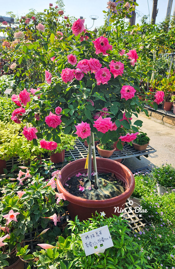 芳香玫瑰園田尾公路花園12 芳香玫瑰園田尾公路花園12