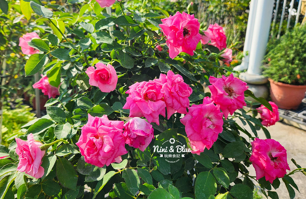芳香玫瑰園田尾公路花園02 芳香玫瑰園田尾公路花園02