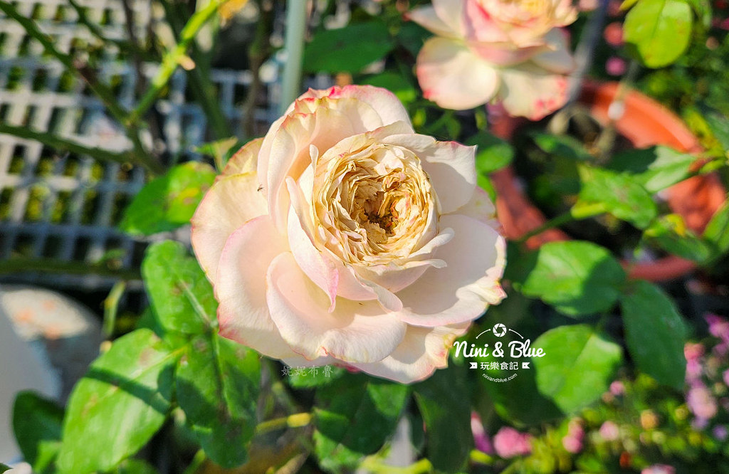 芳香玫瑰園田尾公路花園04 芳香玫瑰園田尾公路花園04