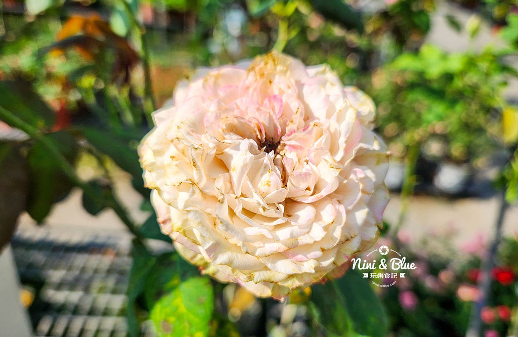 芳香玫瑰園田尾公路花園05 芳香玫瑰園田尾公路花園05