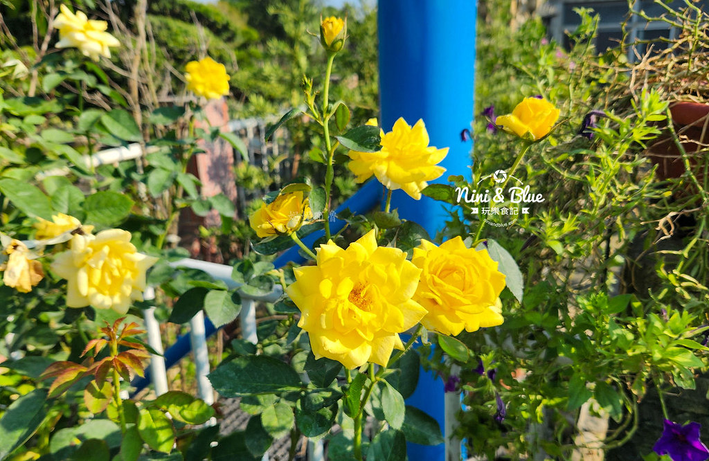 芳香玫瑰園田尾公路花園16 芳香玫瑰園田尾公路花園16