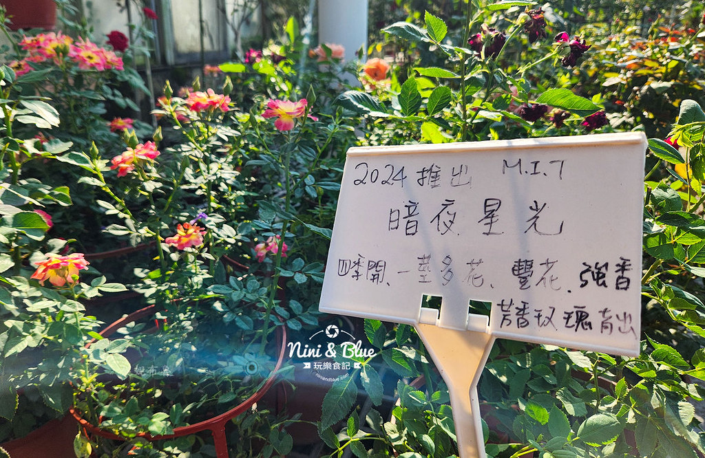 芳香玫瑰園田尾公路花園10 芳香玫瑰園田尾公路花園10
