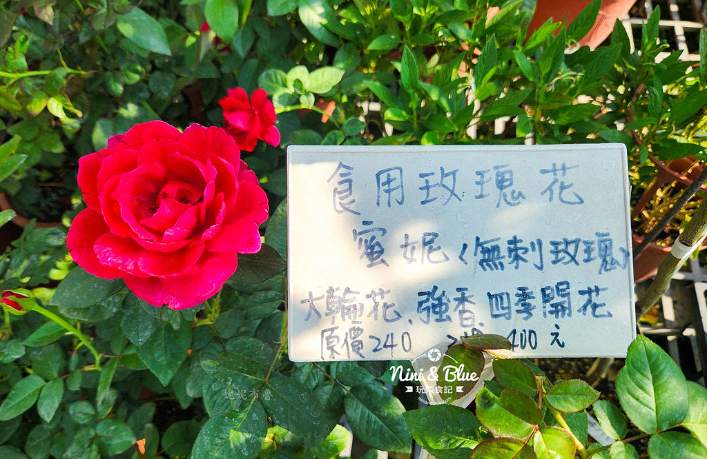 芳香玫瑰園田尾公路花園08 芳香玫瑰園田尾公路花園08