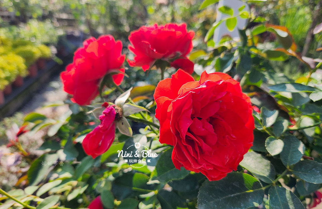 芳香玫瑰園田尾公路花園03 芳香玫瑰園田尾公路花園03