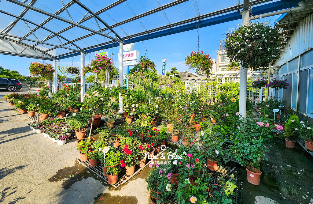 芳香玫瑰園田尾公路花園13 芳香玫瑰園田尾公路花園13