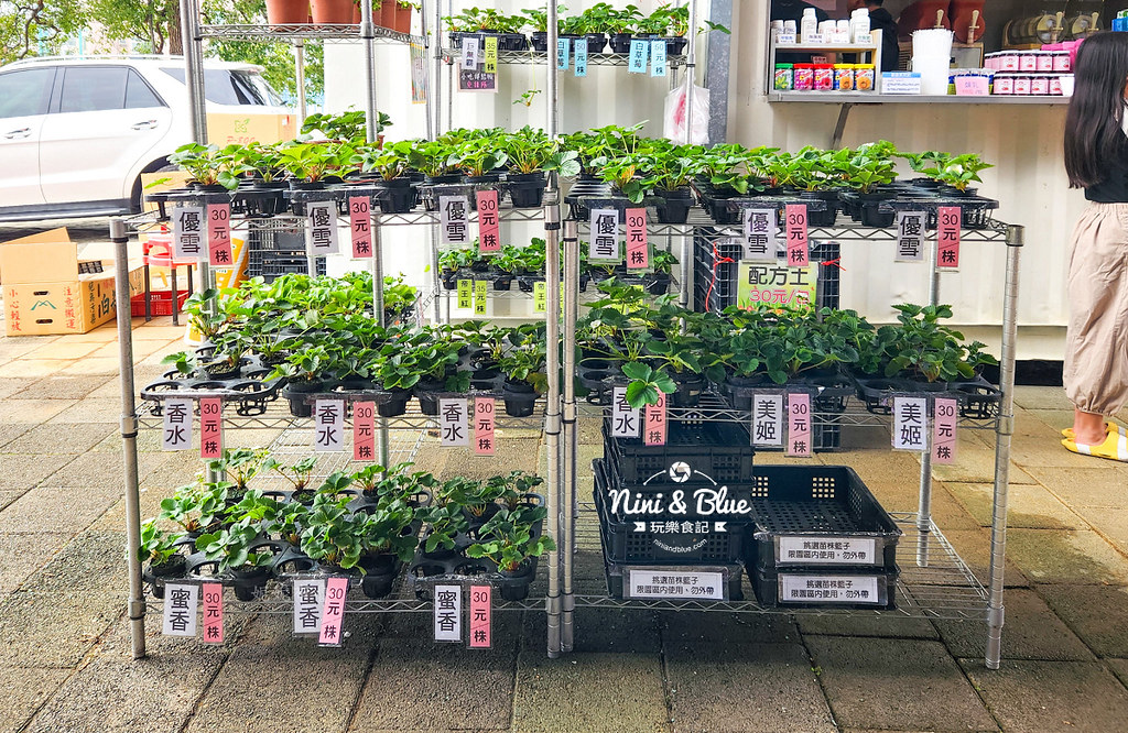 草莓世界台中採草莓05