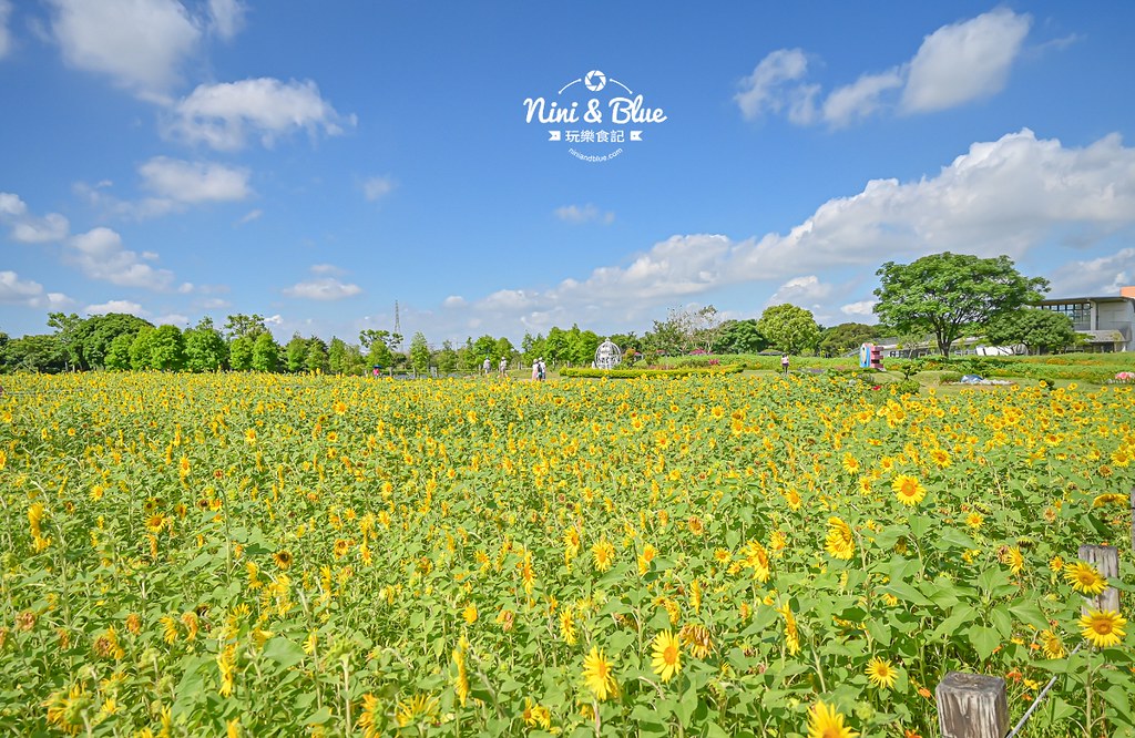 台中后里金針花 后里環保公園金針花05 台中后里金針花 后里環保公園金針花05
