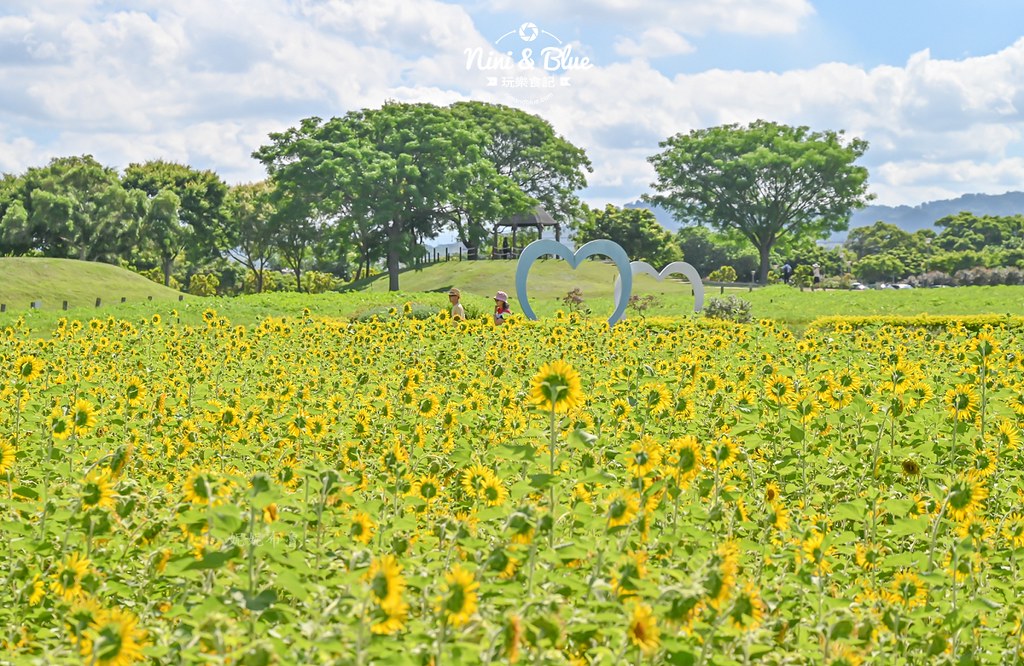 台中后里金針花 后里環保公園金針花09 台中后里金針花 后里環保公園金針花09