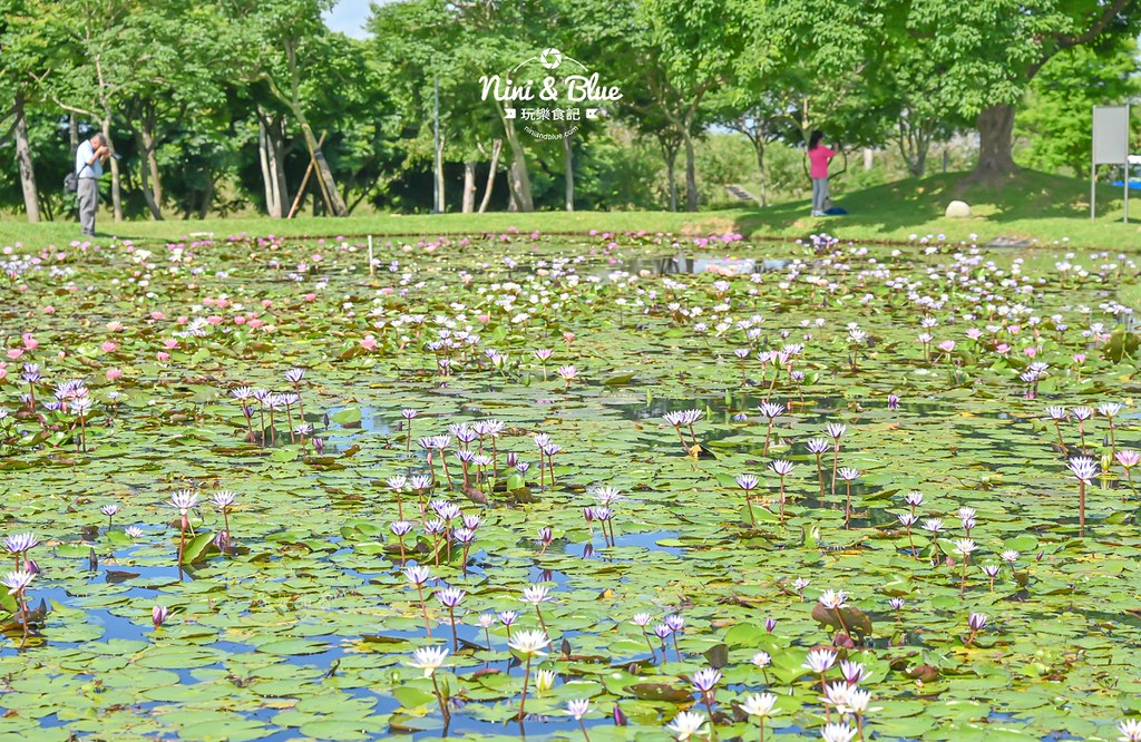 台中后里金針花 后里環保公園金針花10 台中后里金針花 后里環保公園金針花10